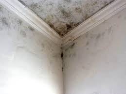 Best Emergency Mold Remediation  in Huntington Station, NY